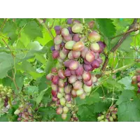 Саженцы винограда Аркадия розовая