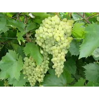 Саженцы винограда ранних сортов Русбол