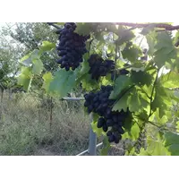 Саженцы винограда сверхранних сортов, Кодрянка
